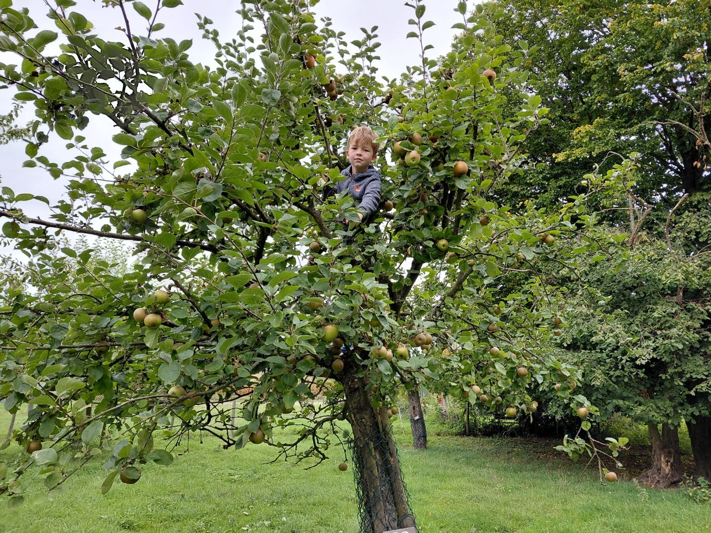 Kleiner Junge sitzt in einem Apfelbaum voller grüner und brauner Äpfel auf einer grünen Wiese