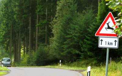 Kurvige Waldstraße mit Wildwechsel-Warnschild und 1 km Zusatz, ein silbernes Auto fährt um die Kurve