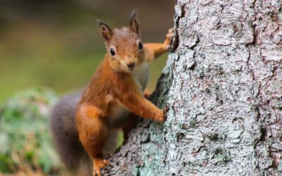 Ein rotes Eichhörnchen klettert an einem Baumstamm hoch und blickt direkt nach vorne