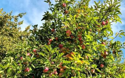 Ein Apfelbaum voller roter Äpfel mit grünem Laub unter blauem Himmel